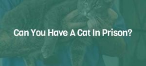 Can You Have A Cat In Prison?